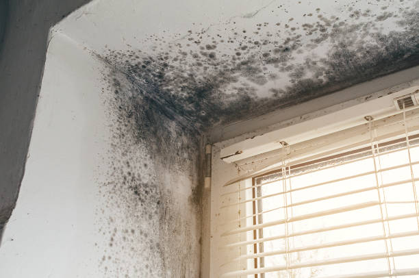 Affordable Mold Remediation solutions in Rawlings, VA