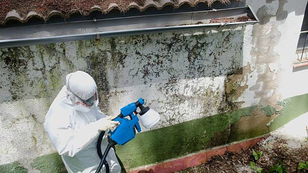 Trusted Mold Testing service in Rawlings, VA - Cheap Mold Removal